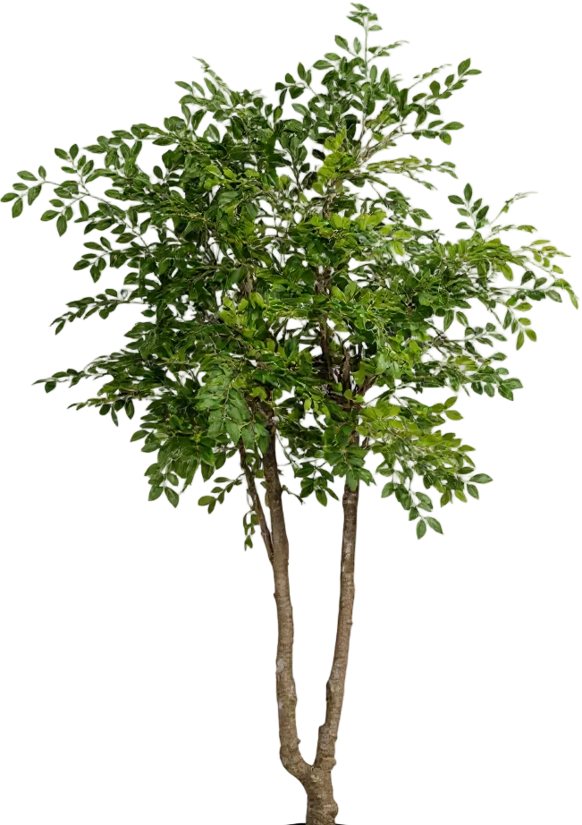 Chinese Money Tree (Life-like Artificial)