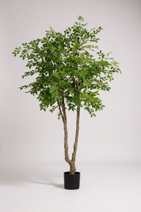 Chinese Money Tree (Life-like Artificial) - Potted plant -  Tumbleweed Plants