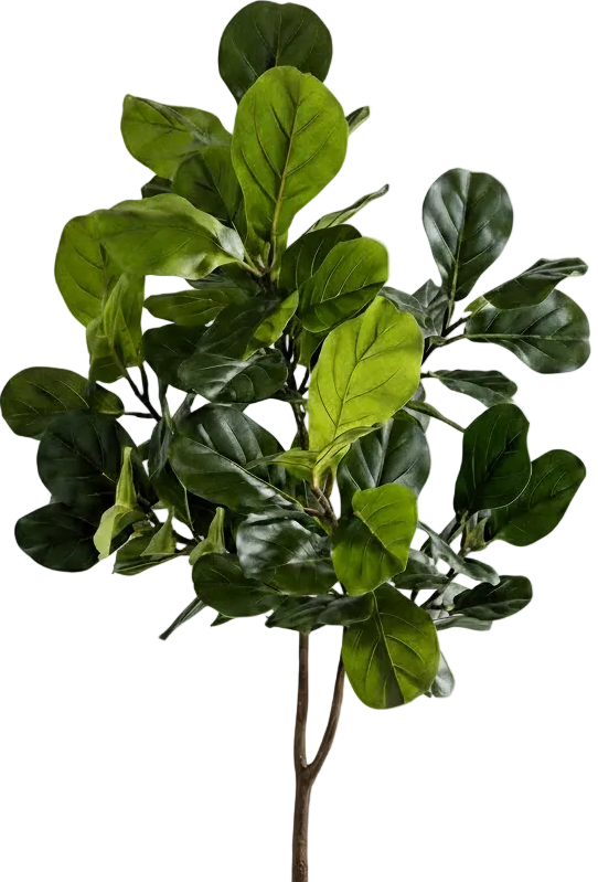 Fiddle-leaf Fig (Life-like Artificial)