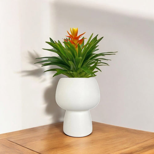 Guzmania Flower Baby Tangerine - Potted plant - POTT - GUZM - GGP - 6676 - Tumbleweed Plants - Online Plant Delivery Singapore