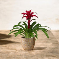 Guzmania Flower - Potted plant - POTT - GUZM - GGP - 6674 - Tumbleweed Plants - Online Plant Delivery Singapore