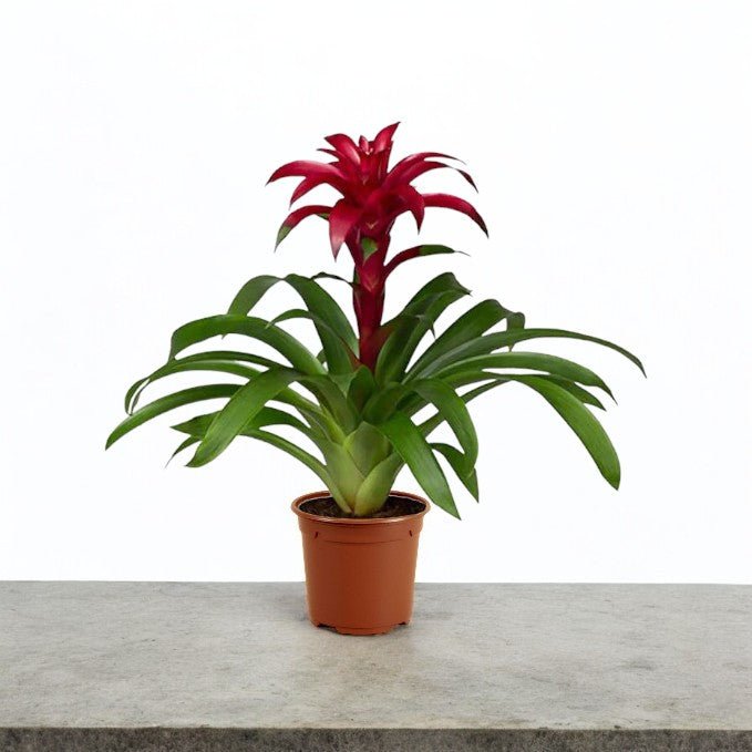 Guzmania Flower - Potted plant - POTT - GUZM - GRW - 6675 - Tumbleweed Plants - Online Plant Delivery Singapore