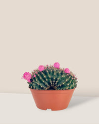 Gymnocalycium Anisitsii Cactus - Potted plant - Tumbleweed Plants - Online Plant Delivery Singapore