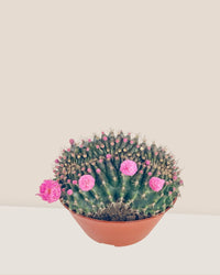 Gymnocalycium Anisitsii Cactus - Potted plant - Tumbleweed Plants - Online Plant Delivery Singapore