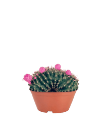 Gymnocalycium Anisitsii Cactus - Potted plant - POTT - GYMN - 5604 - Tumbleweed Plants - Online Plant Delivery Singapore