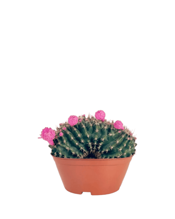 Gymnocalycium Anisitsii Cactus - Potted plant - POTT - GYMN - 5604 - Tumbleweed Plants - Online Plant Delivery Singapore