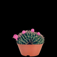 Gymnocalycium Anisitsii Cactus