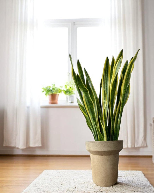 Halo Planters (Large) - Pots - 5542221418633 - Tumbleweed Plants - Online Plant Delivery Singapore