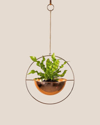 Hanging Globe - Hanging Planters - Tumbleweed Plants - Online Plant Delivery Singapore