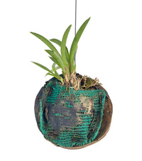 Hanging Hibiki Orchid - Potted plant - Tumbleweed Plants - Online Plant Delivery Singapore