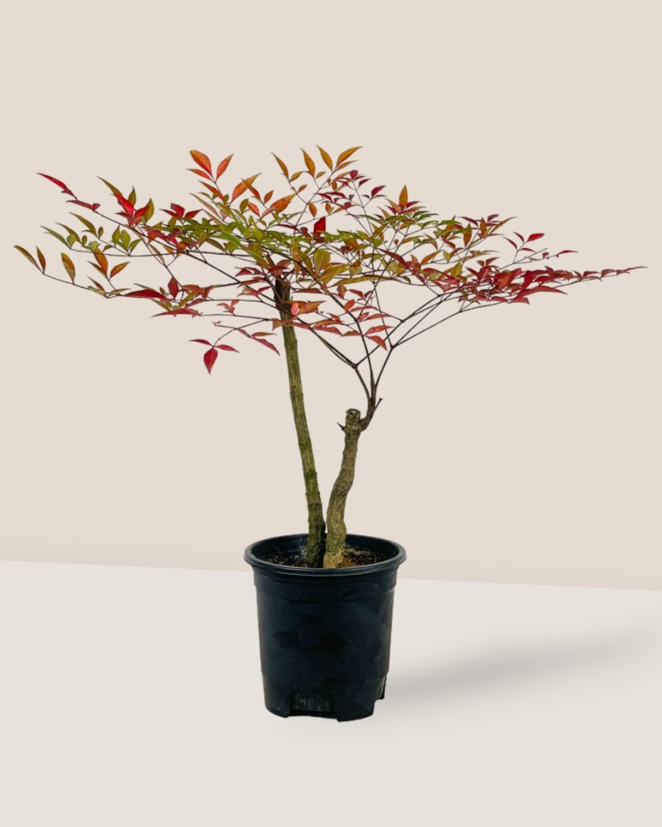 Heavenly Bamboo 'Nandina' - grow pot - Potted plant - Tumbleweed Plants - Online Plant Delivery Singapore