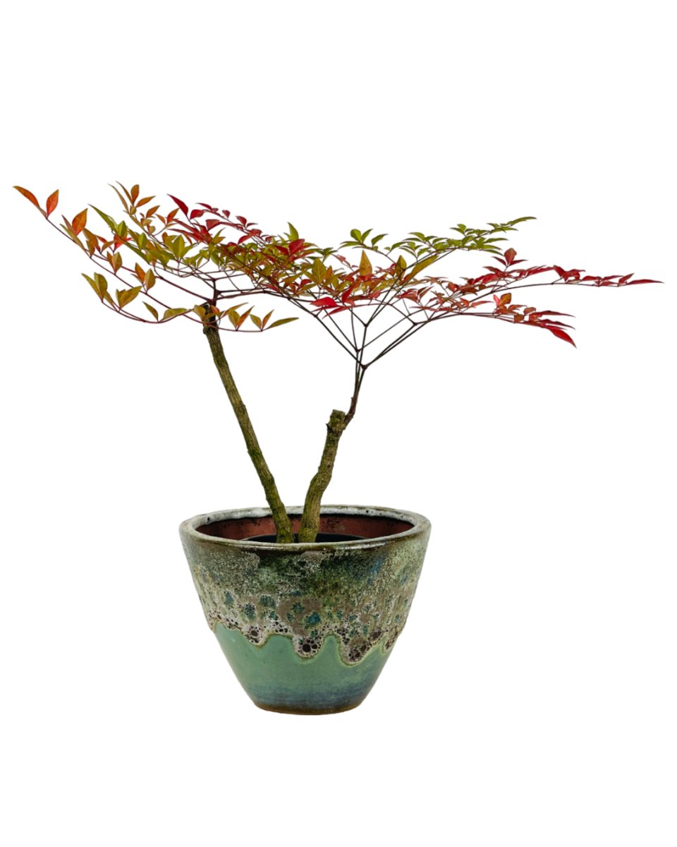 Heavenly Bamboo 'Nandina' - grow pot - Potted plant - Tumbleweed Plants - Online Plant Delivery Singapore