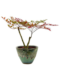 Heavenly Bamboo 'Nandina' - grow pot - Potted plant - Tumbleweed Plants - Online Plant Delivery Singapore