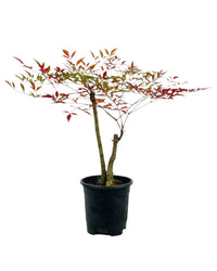 Heavenly Bamboo 'Nandina' - grow pot - Potted plant - Tumbleweed Plants - Online Plant Delivery Singapore