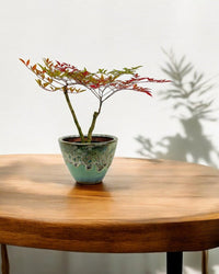 Heavenly Bamboo 'Nandina' - grow pot - Potted plant - Tumbleweed Plants - Online Plant Delivery Singapore