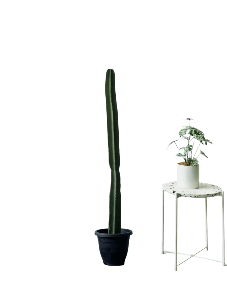 Hedge Cactus "Cereus repandus" (1.2m) - Potted plant - POTT - HEDG - GRW - 5820 - Tumbleweed Plants - Online Plant Delivery Singapore