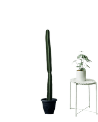 Hedge Cactus "Cereus repandus" (1.2m) - Potted plant - POTT - HEDG - GRW - 5820 - Tumbleweed Plants - Online Plant Delivery Singapore