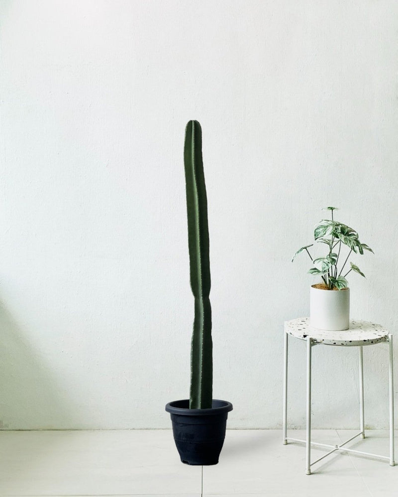 Hedge Cactus "Cereus repandus" (1.3) - grow pot - Potted plant - Tumbleweed Plants - Online Plant Delivery Singapore