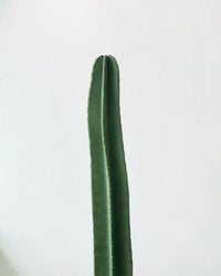 Hedge Cactus "Cereus repandus" (1.3) - grow pot - Potted plant - Tumbleweed Plants - Online Plant Delivery Singapore
