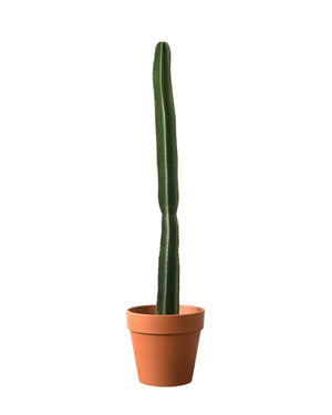 Hedge Cactus "Cereus repandus" (1.3) - grow pot - Potted plant - Tumbleweed Plants - Online Plant Delivery Singapore