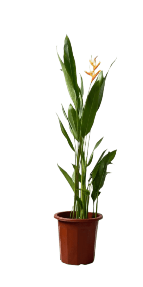 Heliconia (0.6 - 0.8m) - Potted plant - POTT - HELI - GRW - 5229 - Tumbleweed Plants - Online Plant Delivery Singapore