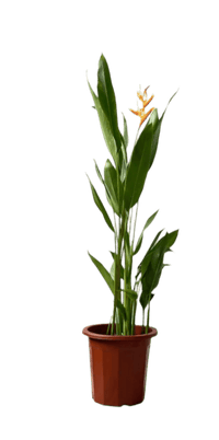 Heliconia (0.6 - 0.8m) - Potted plant - POTT - HELI - GRW - 5229 - Tumbleweed Plants - Online Plant Delivery Singapore