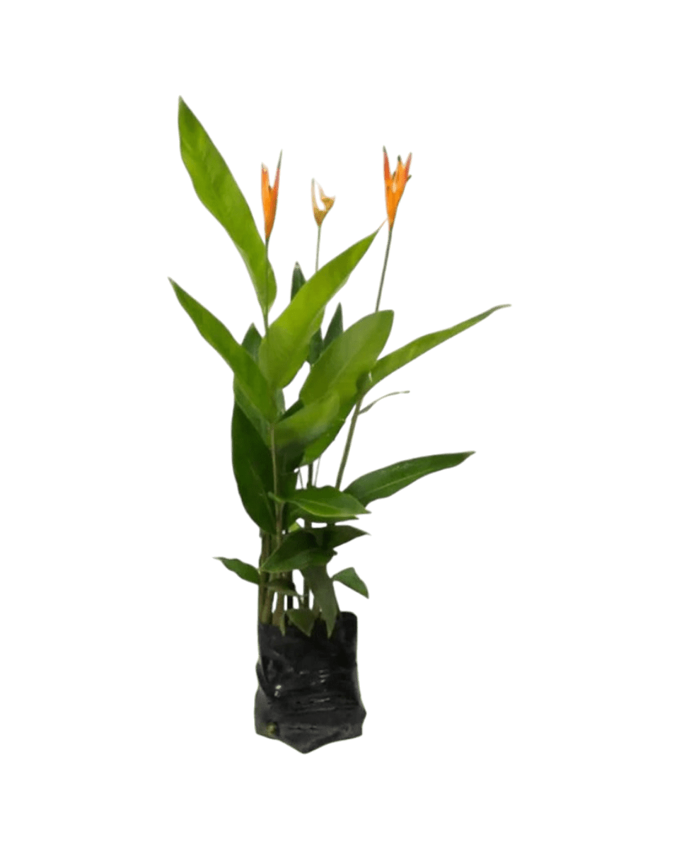 Heliconia (1 - 1.5m) - grow pot / bag - Potted plant - Tumbleweed Plants - Online Plant Delivery Singapore