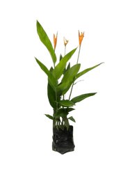 Heliconia (1 - 1.5m) - grow pot / bag - Potted plant - Tumbleweed Plants - Online Plant Delivery Singapore