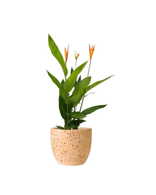 Heliconia (1 - 1.5m) paired with XL Egg Pots - Pink