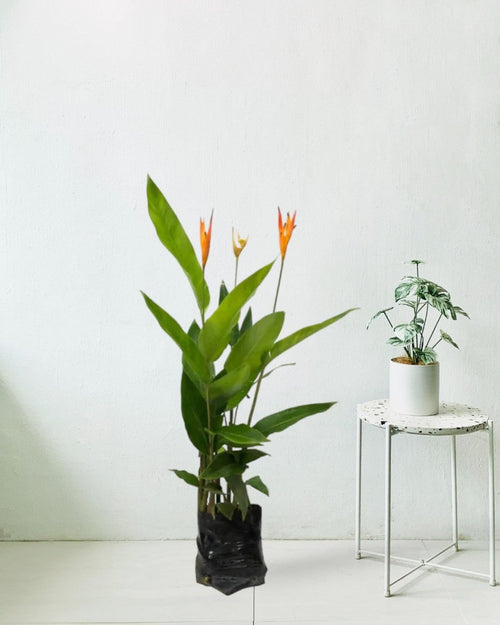 Heliconia (1 - 1.5m) - grow pot - Potted plant - Tumbleweed Plants - Online Plant Delivery Singapore