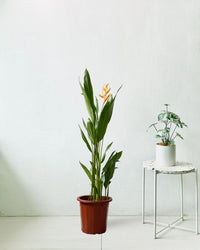 Heliconia - grow pot - Potted plant - Tumbleweed Plants - Online Plant Delivery Singapore