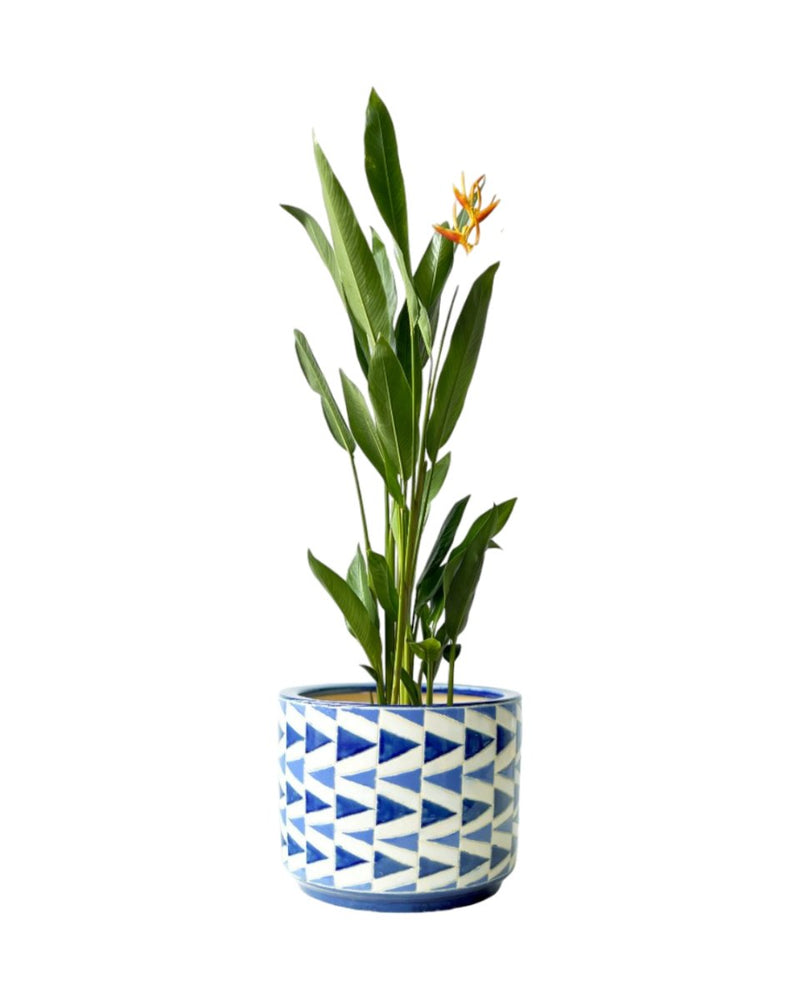 Heliconia - grow pot - Potted plant - Tumbleweed Plants - Online Plant Delivery Singapore