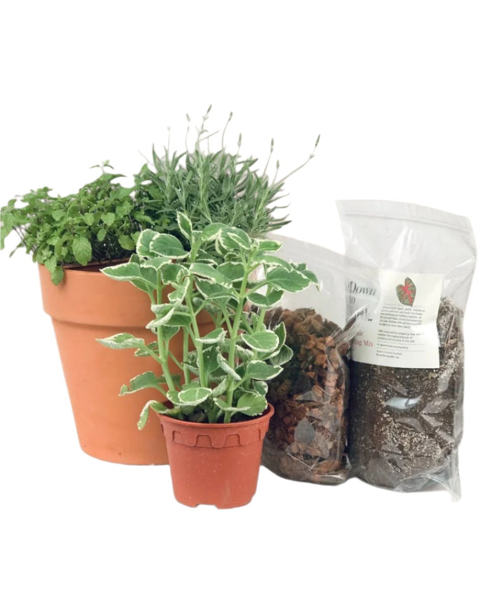 Herb Garden Starter Kit - starter kit - Potted plant - Tumbleweed Plants - Online Plant Delivery Singapore