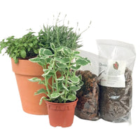 Herb Garden Starter Kit