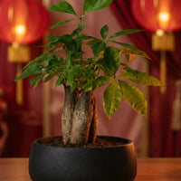 Money Tree Skyrocket