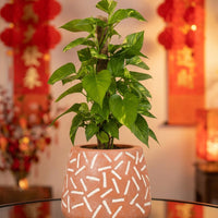 Epipremnum Money Plant (0.3m)