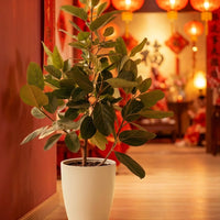 Ficus Audrey Tall