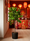 Ficus Lyrata 'Fiddle-leaf Fig'