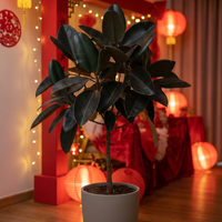 Ficus Elastica - Rubber Tree