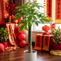 Money Tree - Single Trunk