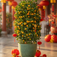 Prosperous Golden Orange Tree (XL)