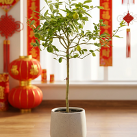 Lemon Tree Tall (1.5m)