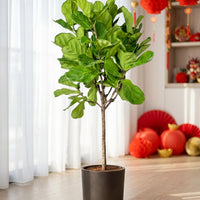 Ficus Lyrata 'Fiddle-leaf Fig'