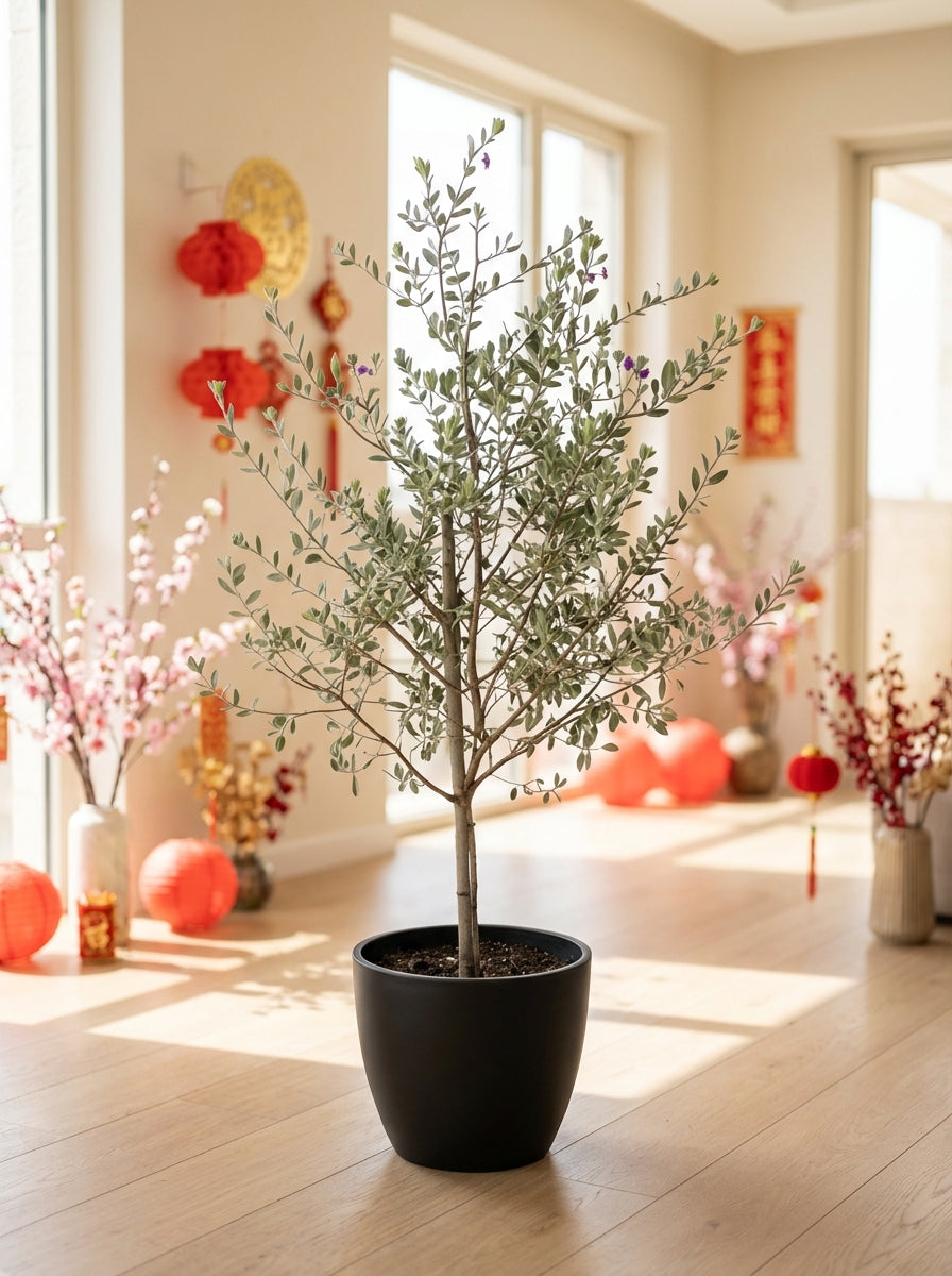 Leucophyllum Frutescens – Texas Sage / Silver Bush