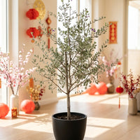 Leucophyllum Frutescens – Texas Sage / Silver Bush