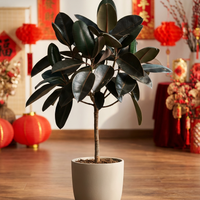 Ficus Elastica - Rubber Tree