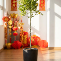 Lemon Tree Variegated (1.3-1.5m)