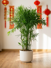 Bamboo Palm Plant