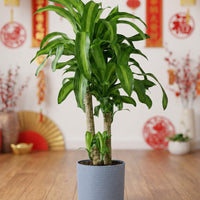 XL Dracaena Fragrans (Iron Tree)