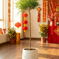 Finger Lime Tree (Australia)